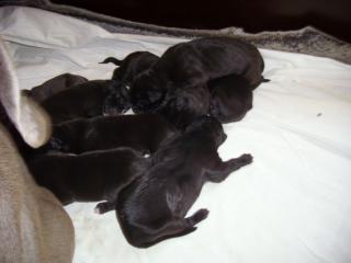 Deutsche Doggen Welpen