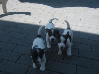 Jack-Russell Terrier Welpen