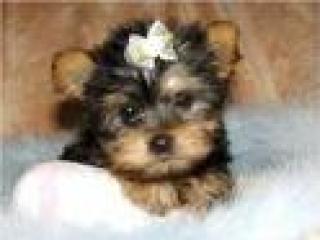Mini Yorkshire Terrier 6 Monate