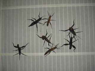 Riesengespenstheuschrecke Eurycantha calcarata