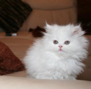 Wunderschöne junge Perserkatze