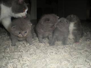 Süsse BKH- Kitten blau und blau-weiß