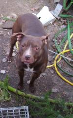 Pitbull in liebevolle Hände abzugeben
