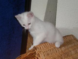 Schneeweißes Angora Mädchen