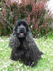 Süße American Cocker Spaniel Hündin sucht schönes Zuhause