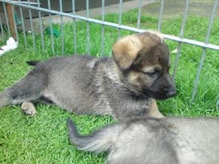 Schäferhundwelpen