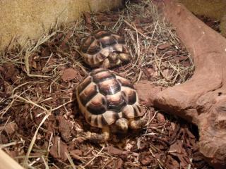 Ich VERKAUFE zwei SÜßE Breitbandschildkröten mit Terrarium Zubehör