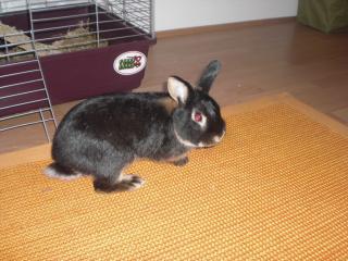 Kleines liebes Hasenmädchen sucht neues zu Hause