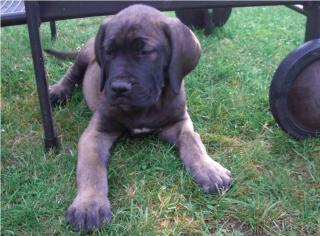 Saupacker, Dogge, Fila, Mastiff, CaneCorso, Molosser, Welpen