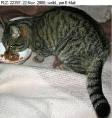 Getigerte Hauskatze zu verschenken