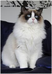 Wunderschöne Ragdoll Babys