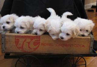 Schöne Bichon Frise nur für Sie.