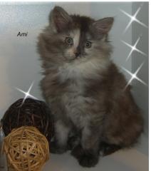 Zuckersüße reinrassige Maine Coon Kitten