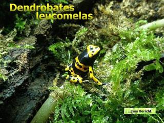 Dendrobates leucomelas