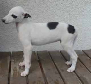 Greyhound und Borzoi