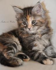 Typvolle Maine Coon Kitten