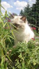 Ragdollkitten mit Papiere