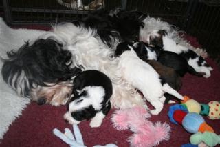 Reinrassig Tibet Terrier Welpen
