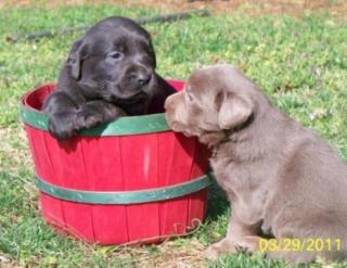 Labrador Retriever Welpen