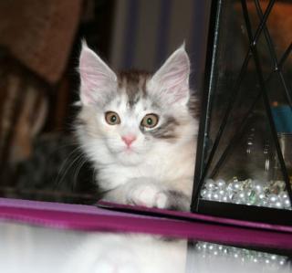 Maine Coon Baby Hamburg