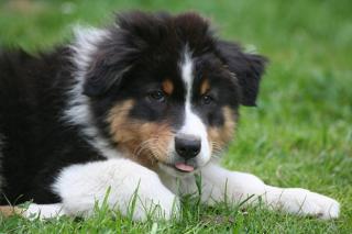 Wunderschöner Black tri Aussie Junge
