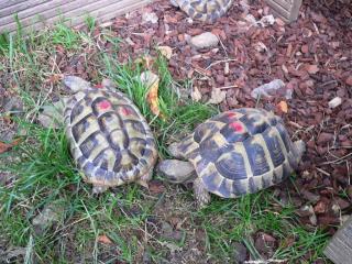 Griechische Landschildkröten und Maurische Landschildkröten zu verkaufen