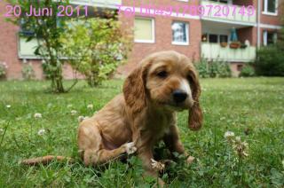 Cocker Spaniel- Reinrassige Welpen
