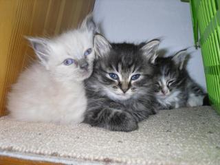 Siebirische waldkatze änhlich der amerikanischen waldkatze Maine coon