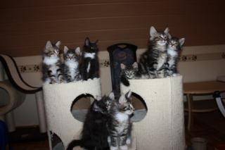 5 wunderschöne Kitten