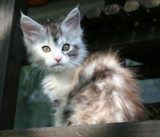 Maine Coon Babys Hamburg
