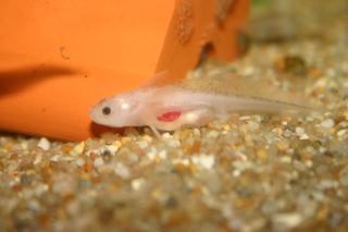 Axolotl Wildlinge Goldalbinos Harlekine