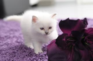 Entzückende Heilige Birma Babys mit Stammbaum