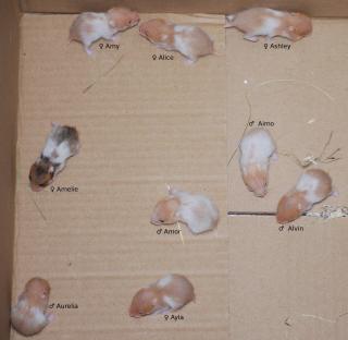 Gold/Teddyhamster aus erfahrener Hobbyzucht