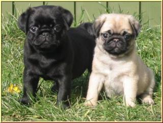 Mops Welpen Beige Schwarz mit Papieren