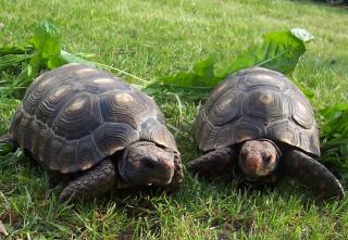 Köhlerschildkröten