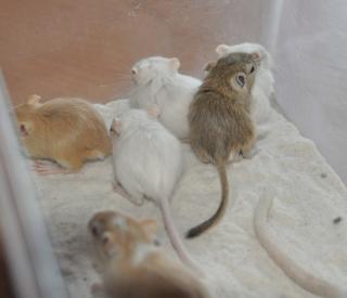 Futtertiere ab zugeben