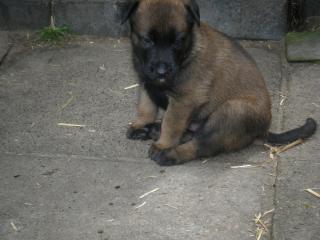 Malinoiwelpen