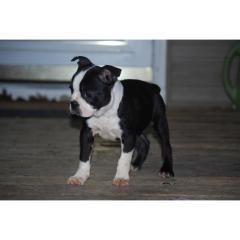 Boston Terrier Welpen Boston Terrier Welpen