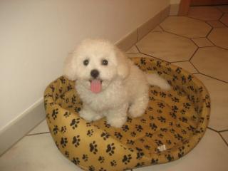 Bichon frise Welpen Rüde zu verkaufen Abzuholen ab 05. 08. 11