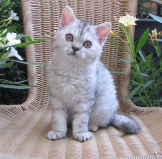 Selkirk Rex Mädchen, mit und ohne Schäfchenfell
