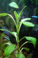 Aquarienpflanzen aus Hobbyzucht