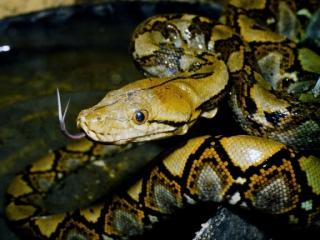 Suche Netzpythons bitte alles Anbieten