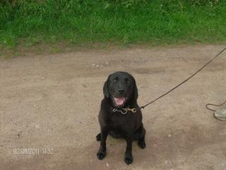 Labrador-Golden Retriver Mix sucht