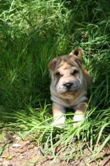 Shar Pei Welpen
