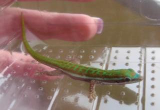 Blauschwanz Taggecko Phelsuma cepediana