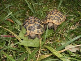 Griechische Landschildkröten abzugeben