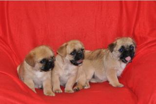 Gesunde und Reinrassigen Mops Welpen