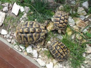 Gruppe 1, 2 Griechische Landschildkröten Thb
