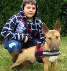 Deckrüde Miniatur Bullterrier FCI IMPORT PLL FREI steht Hundedamen zu Verfügun