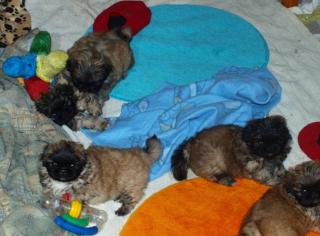 Pekingesenwelpen